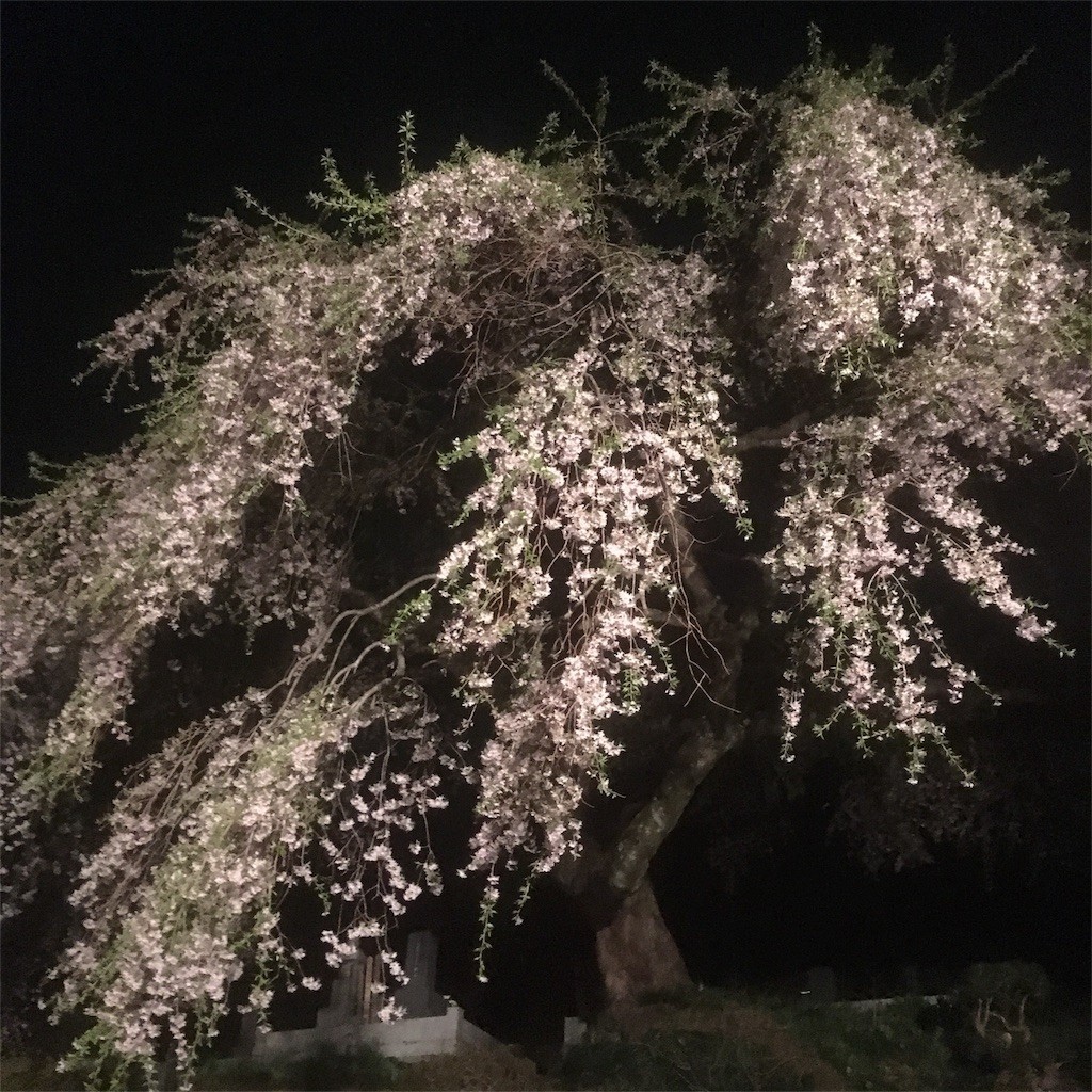 f:id:Aoi_TSK:20180407231017j:image