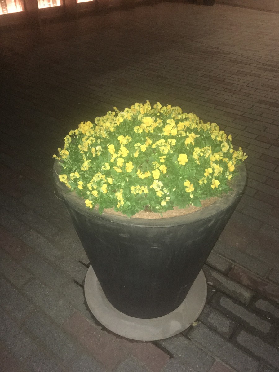 f:id:Aoi_TSK:20191102191944j:plain