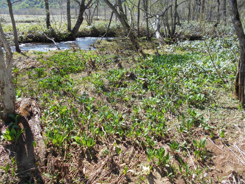 f:id:Aoituki:20190603013935j:plain f:id:Aoituki:20190603013935j:plain