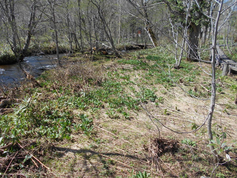 f:id:Aoituki:20190603013954j:plain f:id:Aoituki:20190603013954j:plain