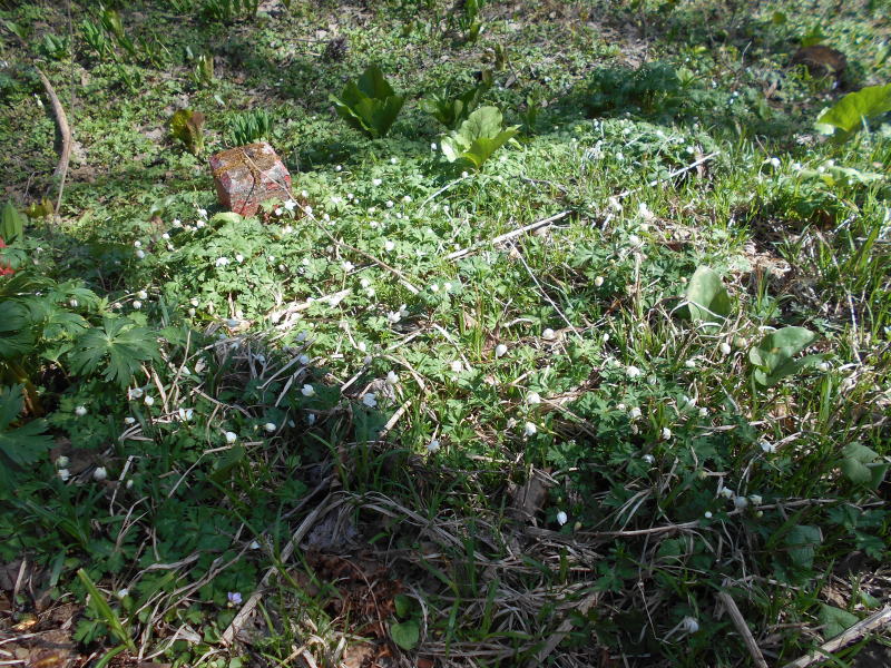 f:id:Aoituki:20190603014034j:plain f:id:Aoituki:20190603014034j:plain