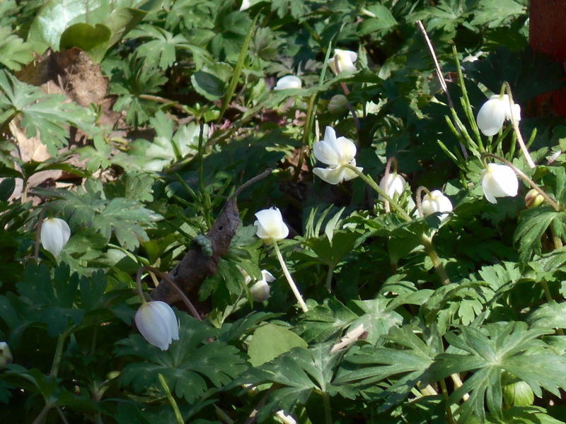 f:id:Aoituki:20190603014052j:plain f:id:Aoituki:20190603014052j:plain