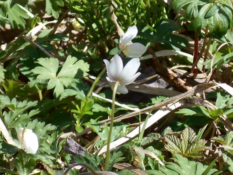 f:id:Aoituki:20190603014120j:plain f:id:Aoituki:20190603014120j:plain