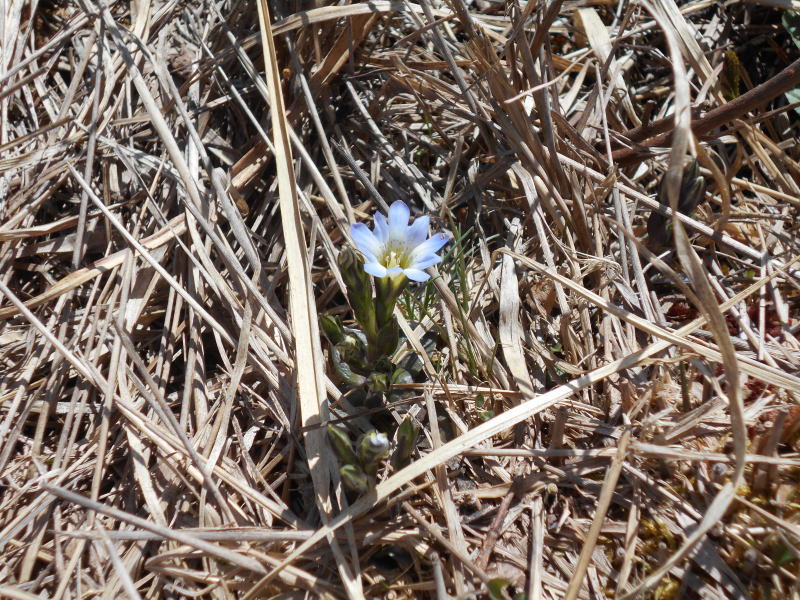 f:id:Aoituki:20190603014322j:plain f:id:Aoituki:20190603014322j:plain