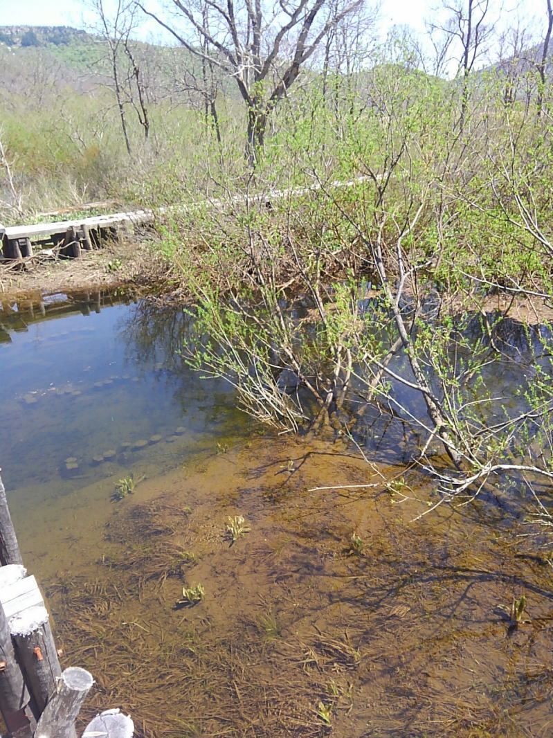 f:id:Aoituki:20190603014547j:plain f:id:Aoituki:20190603014547j:plain