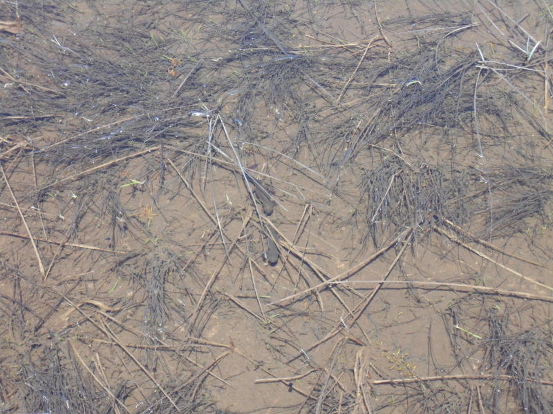 f:id:Aoituki:20190603014634j:plain f:id:Aoituki:20190603014634j:plain