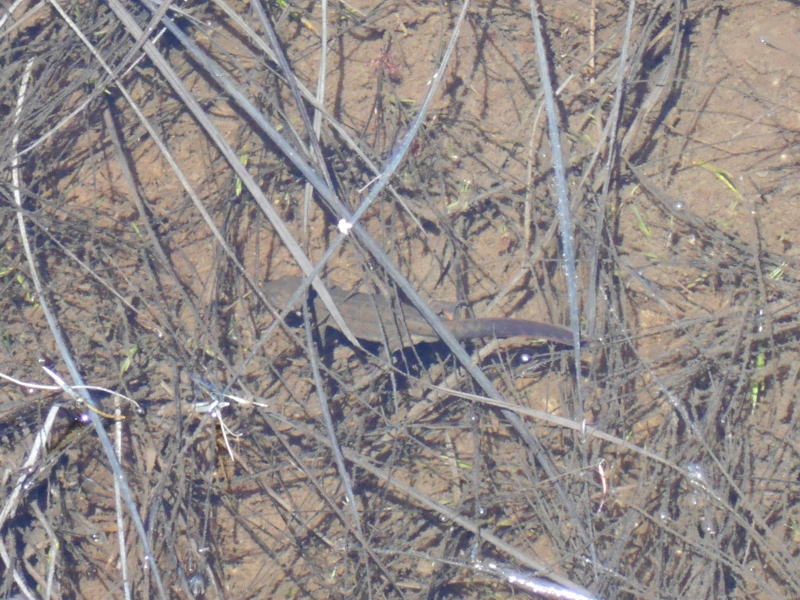 f:id:Aoituki:20190603014647j:plain f:id:Aoituki:20190603014647j:plain