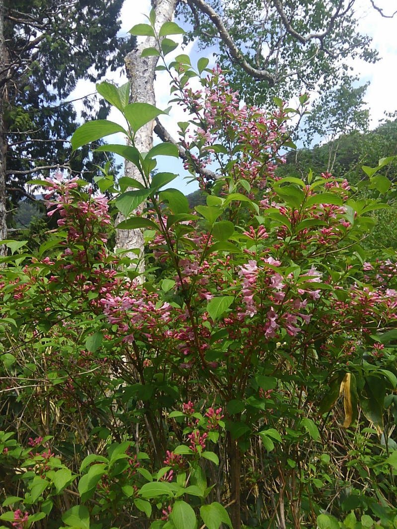 f:id:Aoituki:20190627221949j:plain