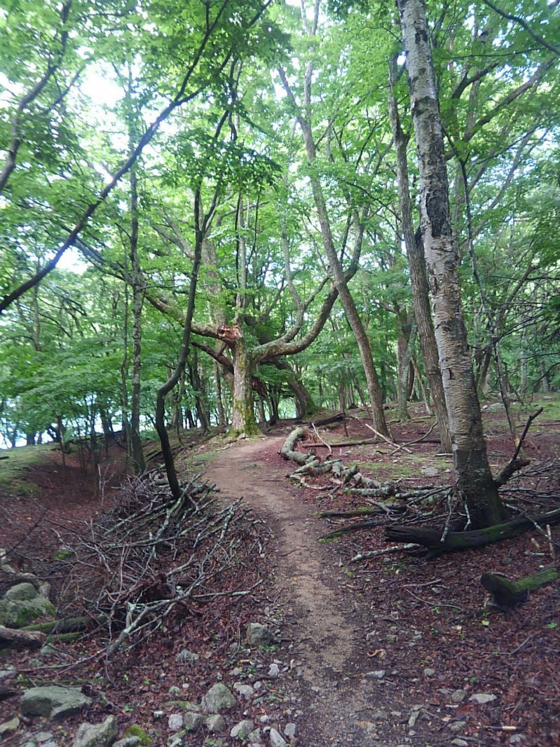 f:id:Aoituki:20190728162055j:plain f:id:Aoituki:20190728162055j:plain