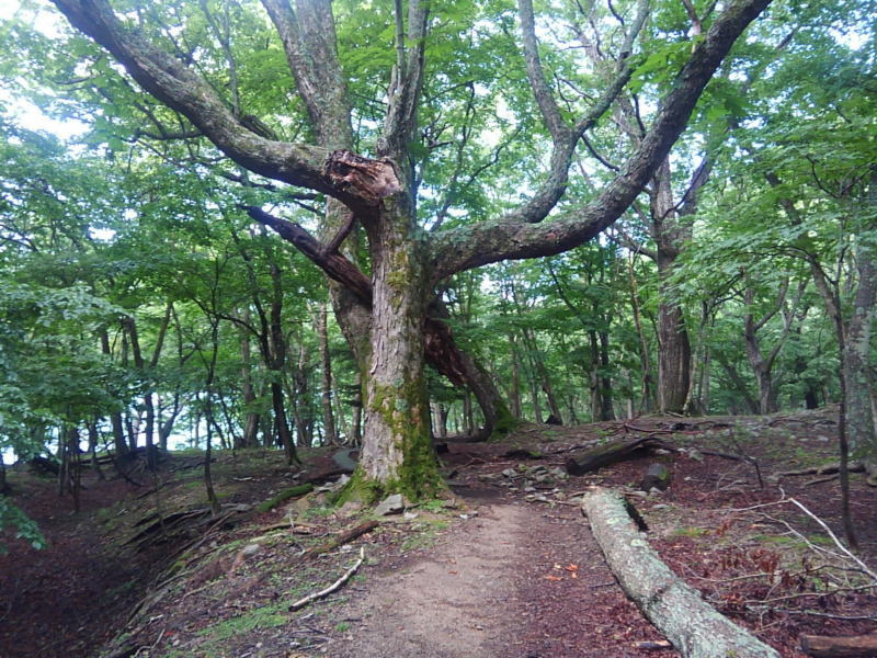 f:id:Aoituki:20190728162109j:plain f:id:Aoituki:20190728162109j:plain