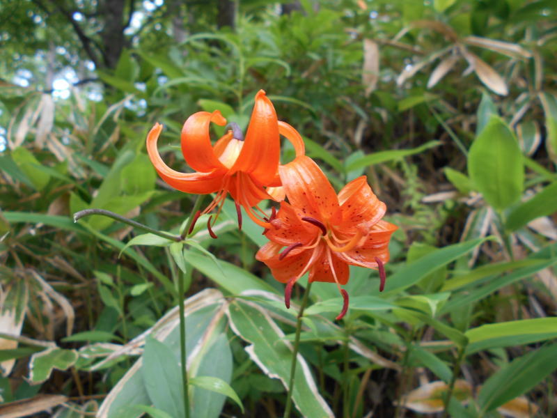 f:id:Aoituki:20190728162920j:plain f:id:Aoituki:20190728162920j:plain