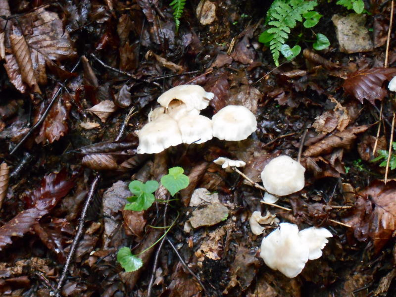 f:id:Aoituki:20190728163041j:plain f:id:Aoituki:20190728163041j:plain