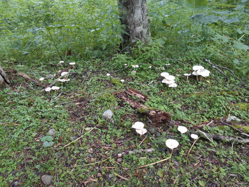 f:id:Aoituki:20190728163102j:plain f:id:Aoituki:20190728163102j:plain