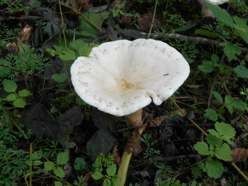 f:id:Aoituki:20190728163120j:plain f:id:Aoituki:20190728163120j:plain