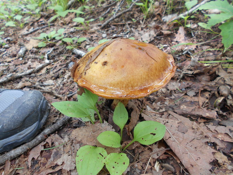 f:id:Aoituki:20190728163143j:plain f:id:Aoituki:20190728163143j:plain