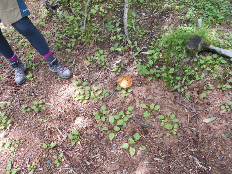 f:id:Aoituki:20190728163157j:plain f:id:Aoituki:20190728163157j:plain