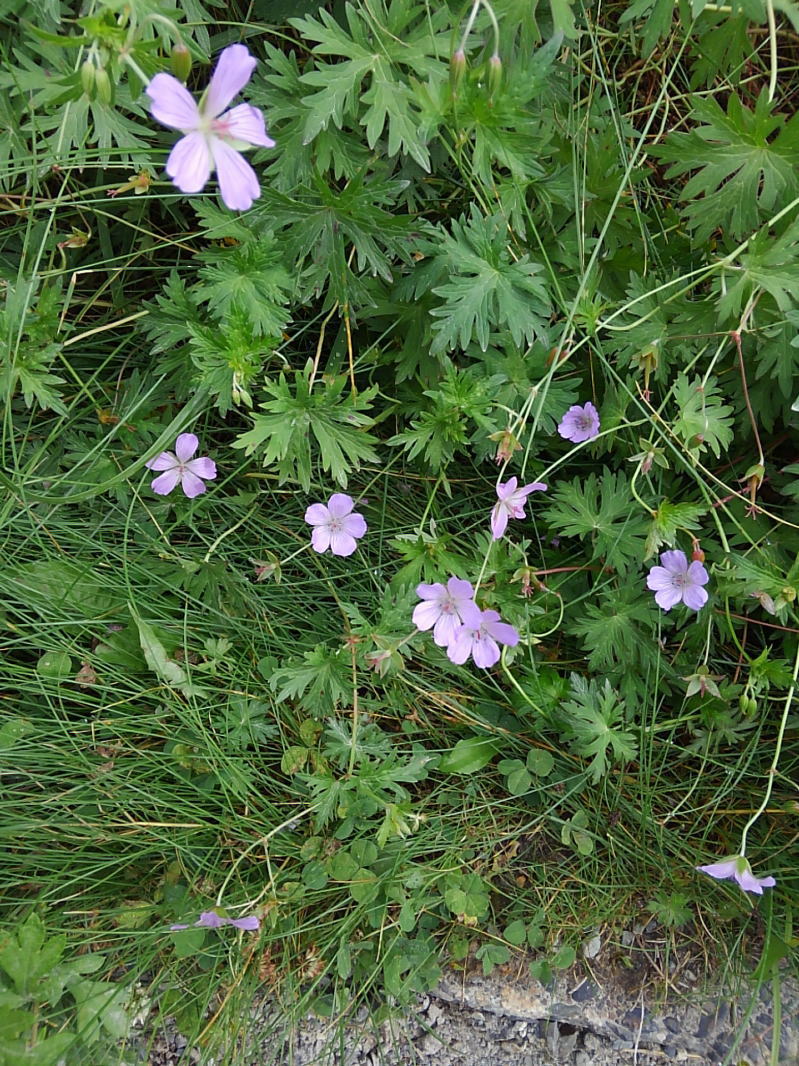 f:id:Aoituki:20190815150539j:plain f:id:Aoituki:20190815150539j:plain