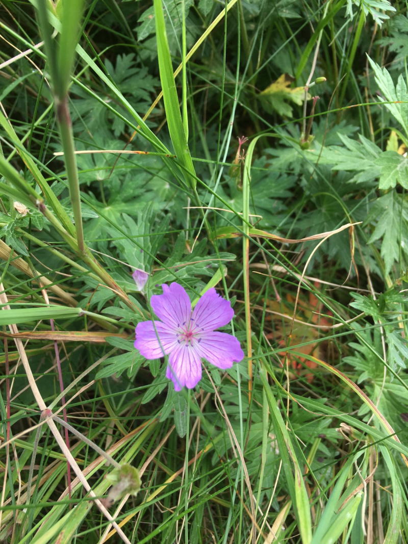 f:id:Aoituki:20190815150554j:plain f:id:Aoituki:20190815150554j:plain