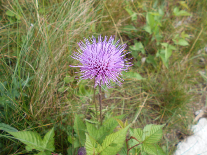 f:id:Aoituki:20190815150814j:plain f:id:Aoituki:20190815150814j:plain