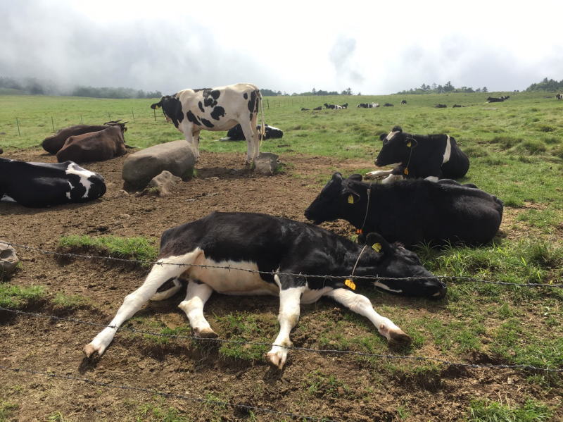 f:id:Aoituki:20190815151123j:plain f:id:Aoituki:20190815151123j:plain