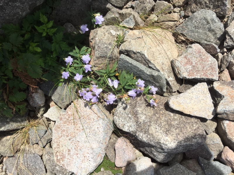 f:id:Aoituki:20190815151414j:plain f:id:Aoituki:20190815151414j:plain