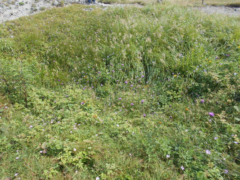 f:id:Aoituki:20190815151849j:plain f:id:Aoituki:20190815151849j:plain