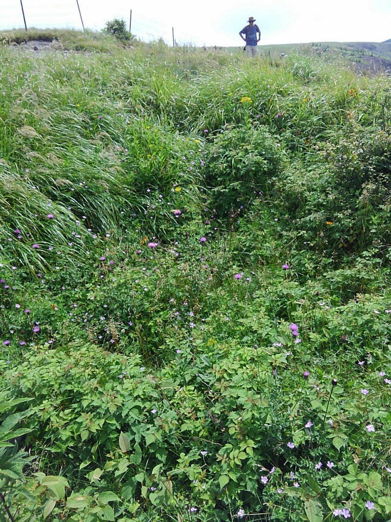 f:id:Aoituki:20190815151909j:plain f:id:Aoituki:20190815151909j:plain