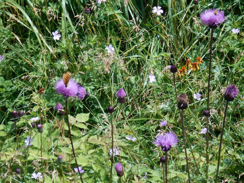 f:id:Aoituki:20190815151928j:plain f:id:Aoituki:20190815151928j:plain