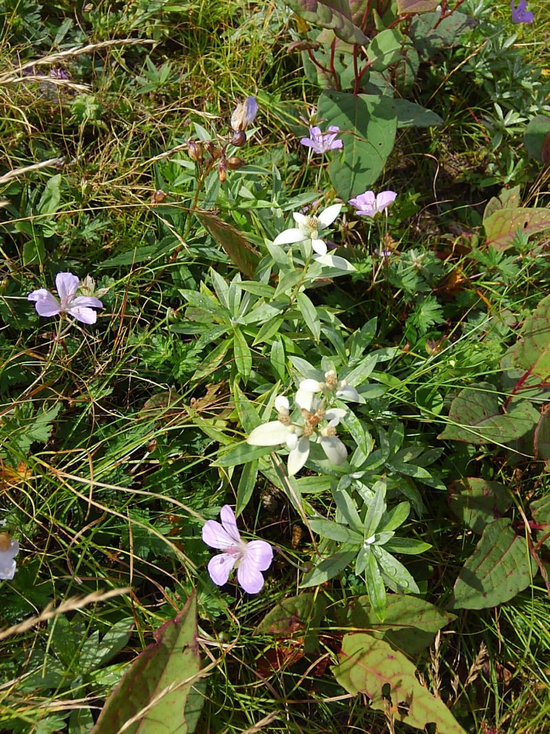 f:id:Aoituki:20190815151947j:plain f:id:Aoituki:20190815151947j:plain