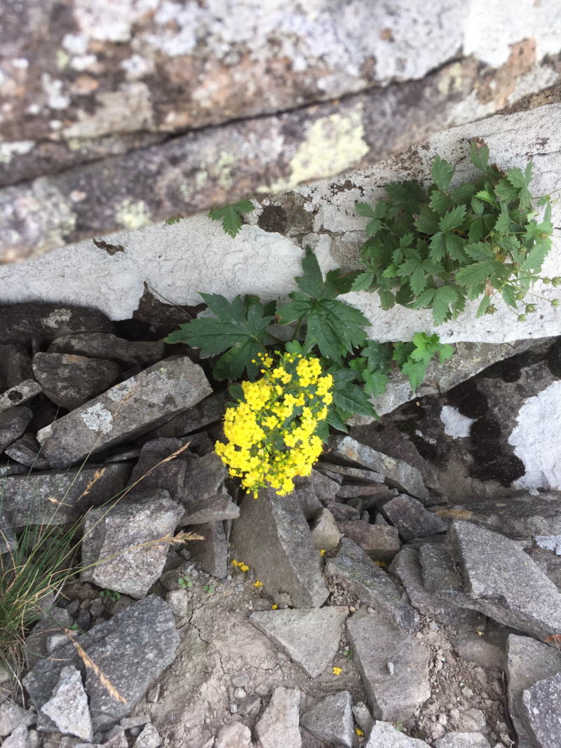 f:id:Aoituki:20190815152149j:plain f:id:Aoituki:20190815152149j:plain