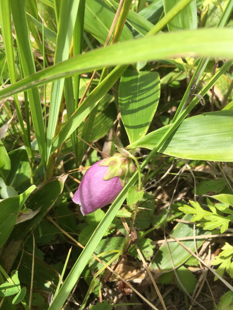 f:id:Aoituki:20190815152316j:plain f:id:Aoituki:20190815152316j:plain