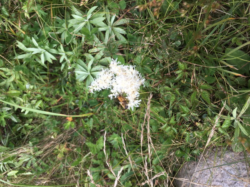 f:id:Aoituki:20190815152414j:plain f:id:Aoituki:20190815152414j:plain