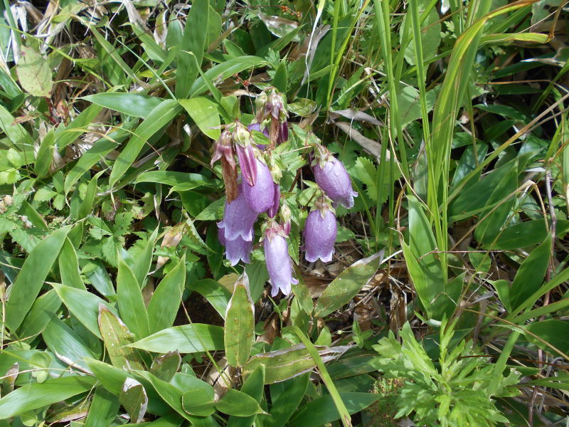 f:id:Aoituki:20190815152548j:plain f:id:Aoituki:20190815152548j:plain