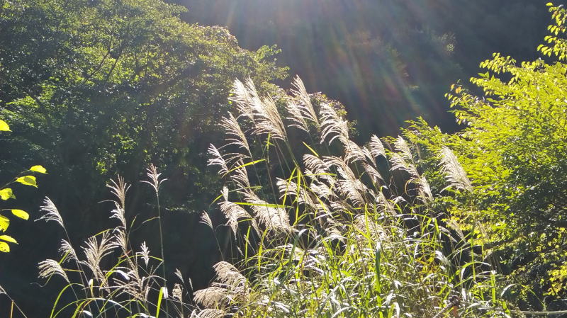 f:id:Aoituki:20191012121435j:plain f:id:Aoituki:20191012121435j:plain