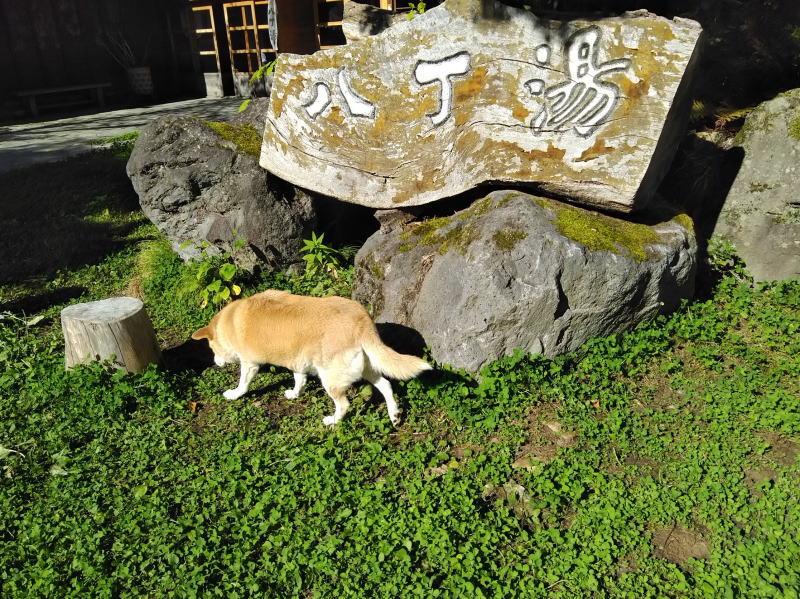 f:id:Aoituki:20191012123237j:plain f:id:Aoituki:20191012123237j:plain