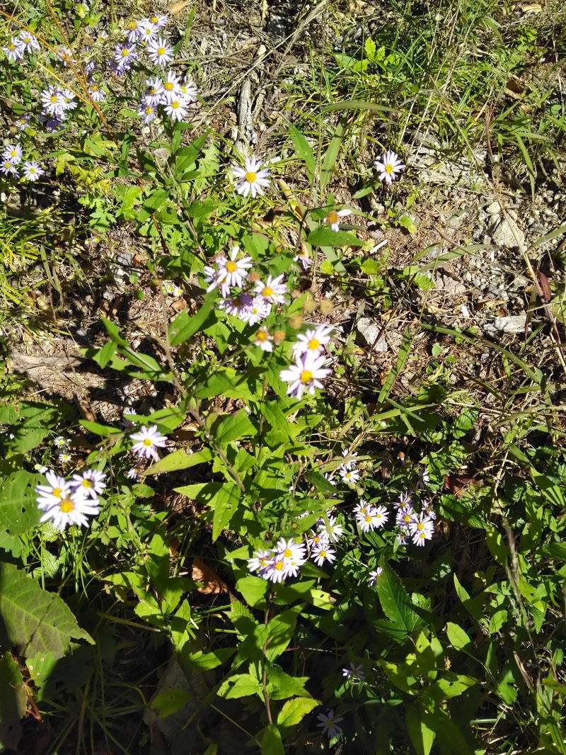 f:id:Aoituki:20191012123339j:plain f:id:Aoituki:20191012123339j:plain