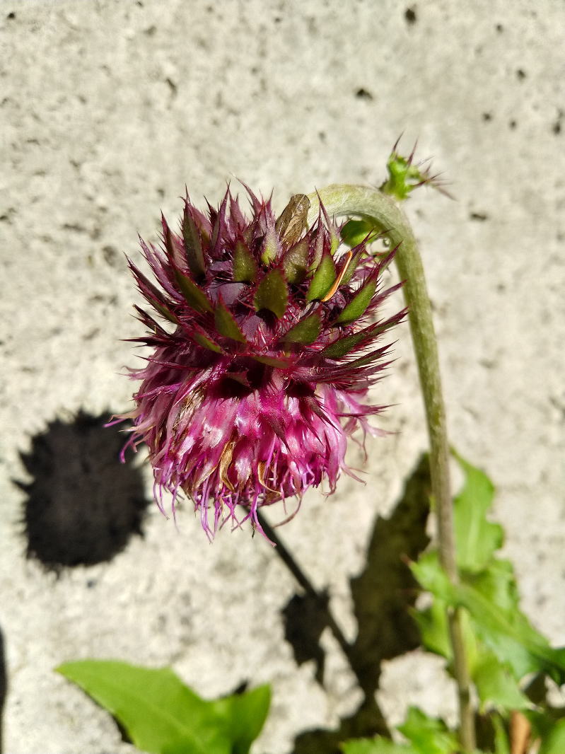 f:id:Aoituki:20191012123354j:plain f:id:Aoituki:20191012123354j:plain