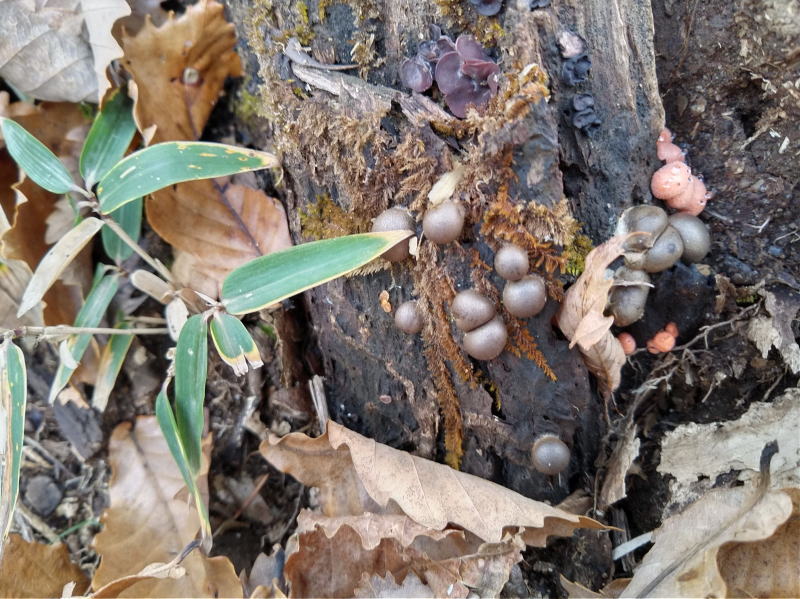 f:id:Aoituki:20191118184359j:plain