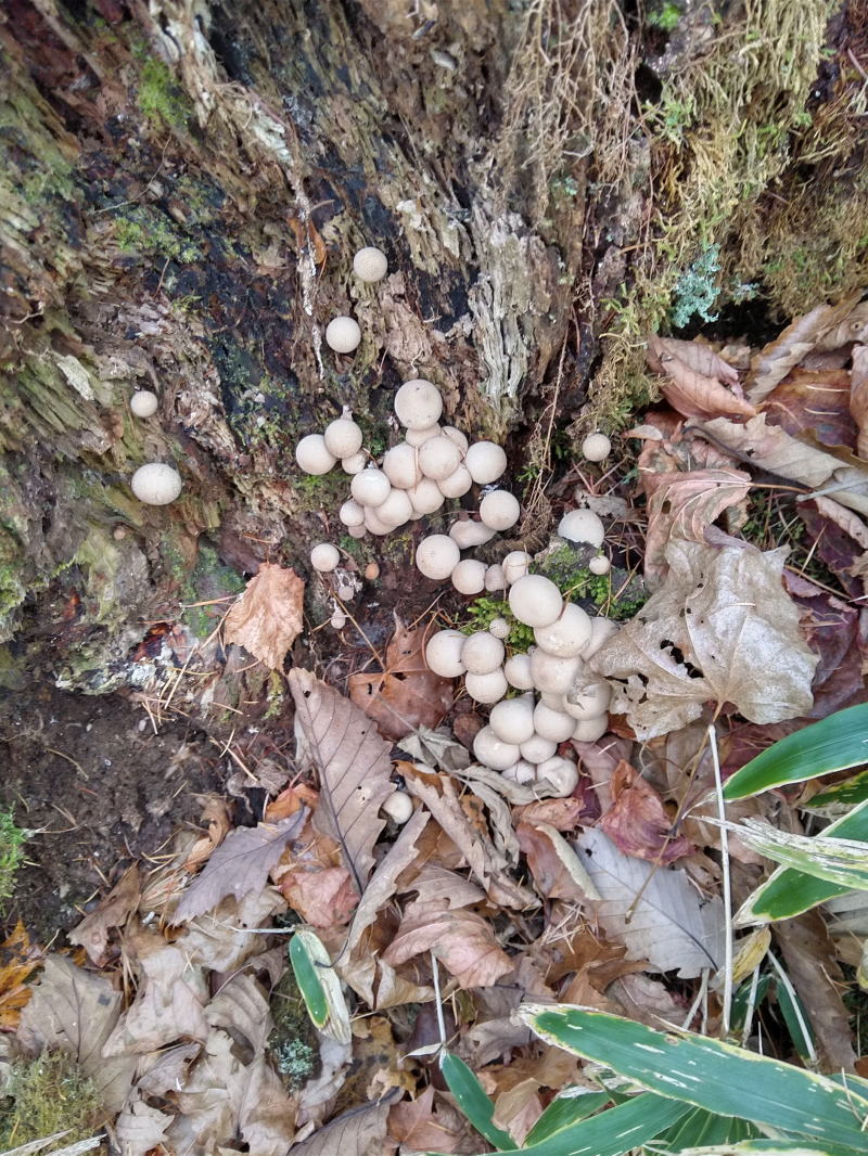 f:id:Aoituki:20191118184410j:plain