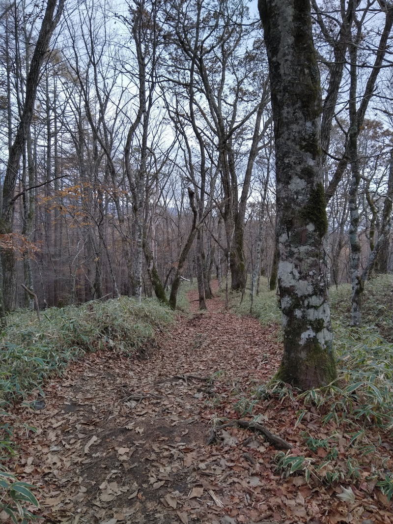 f:id:Aoituki:20191118184424j:plain