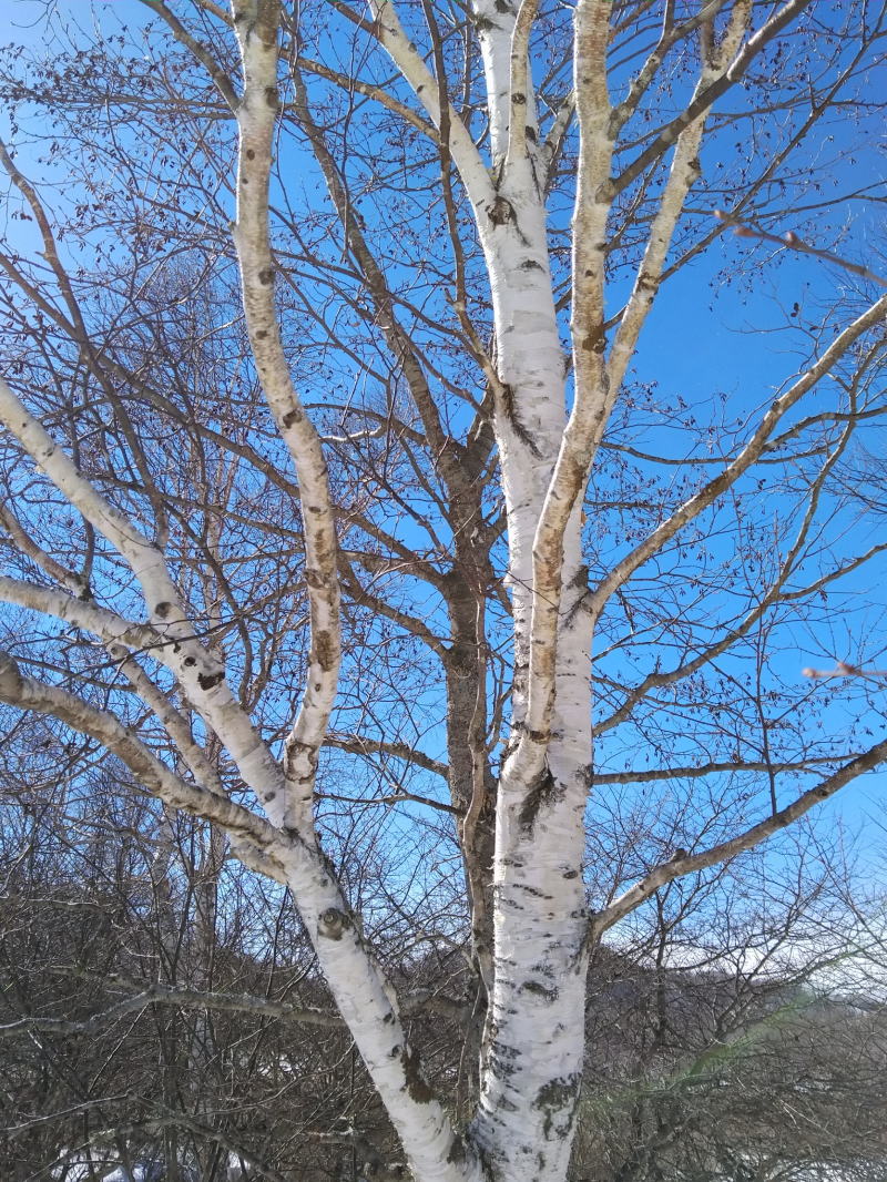 f:id:Aoituki:20210225194245j:plain