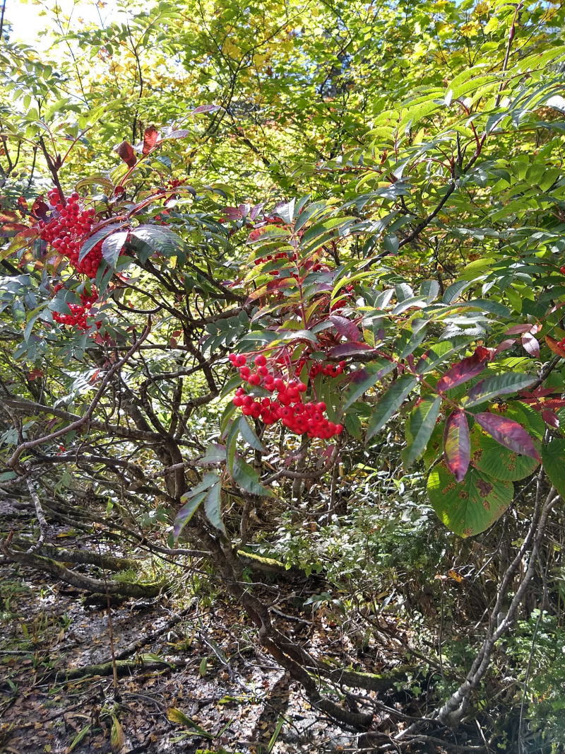 f:id:Aoituki:20210926234721j:plain