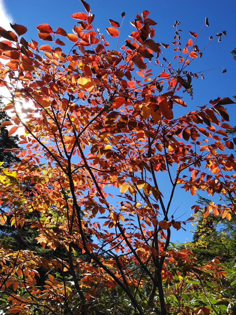 f:id:Aoituki:20210926234750j:plain