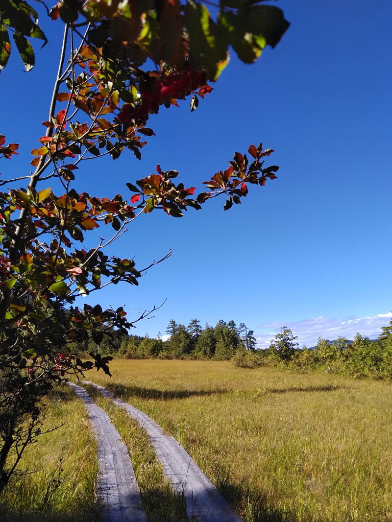 f:id:Aoituki:20210926234809j:plain