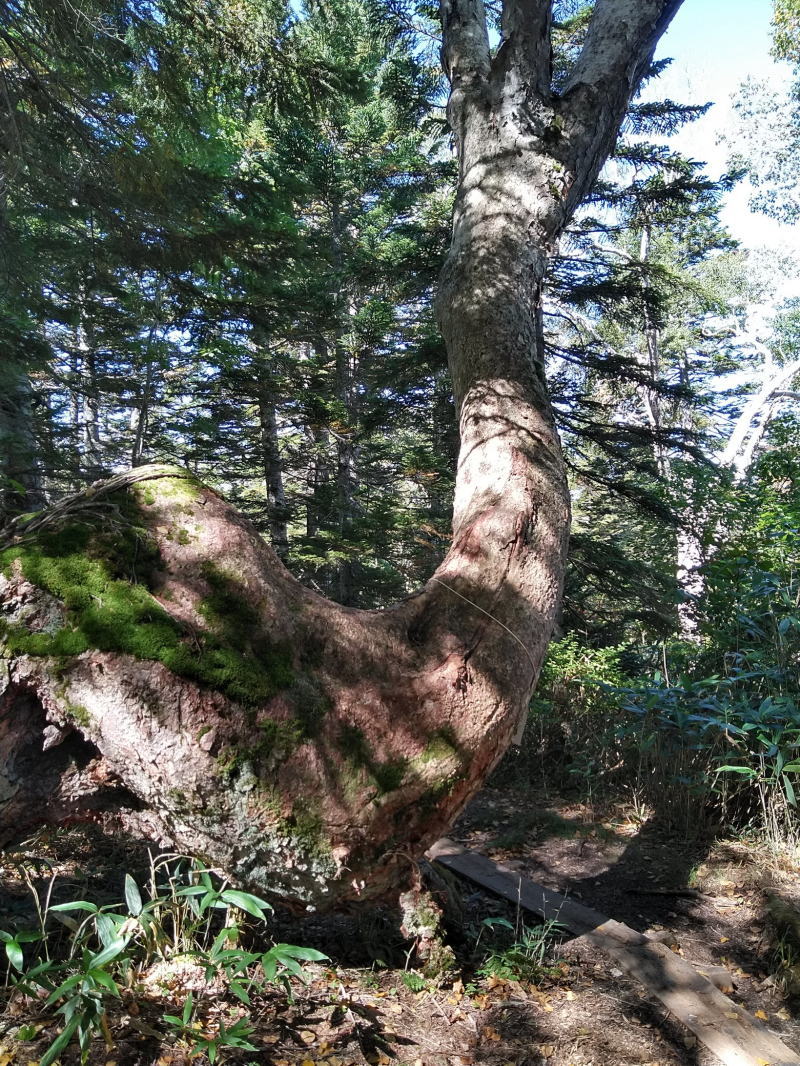 f:id:Aoituki:20210926235155j:plain