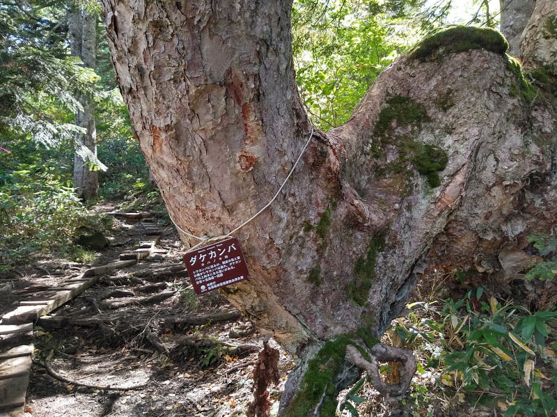 f:id:Aoituki:20210926235208j:plain