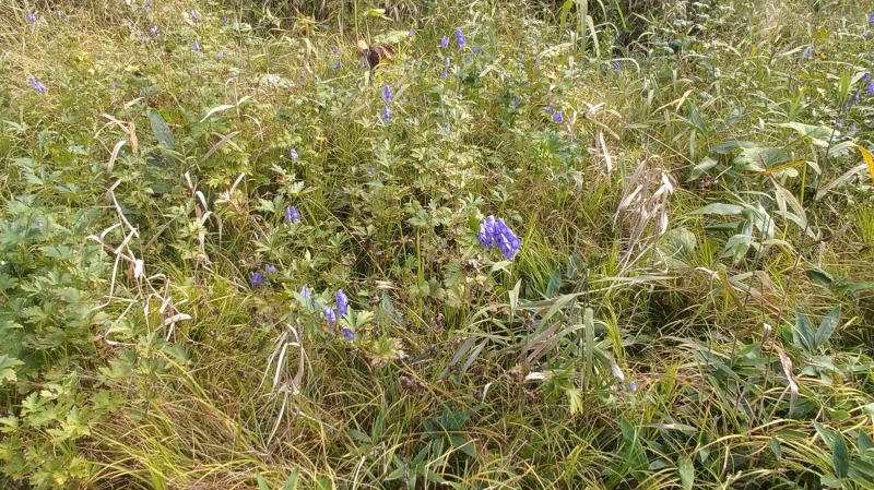 f:id:Aoituki:20210926235610j:plain