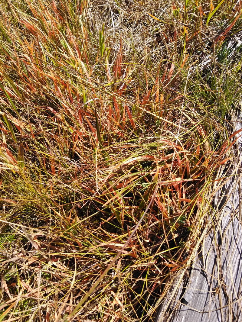 f:id:Aoituki:20210927000813j:plain