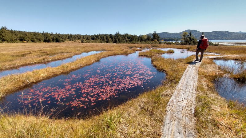 f:id:Aoituki:20210927000825j:plain