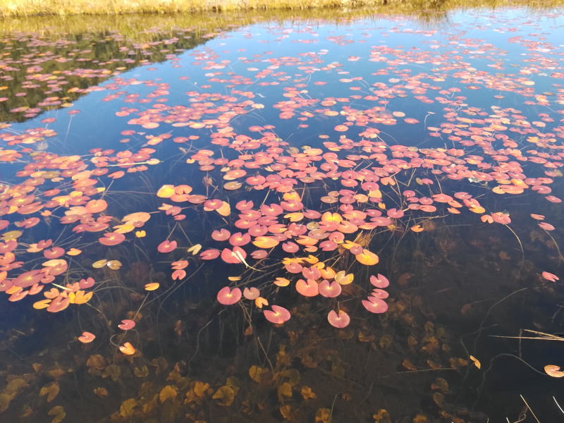 f:id:Aoituki:20210927000837j:plain